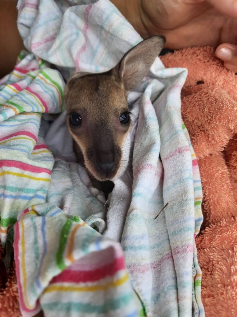 Wally Wallaby with broken rib